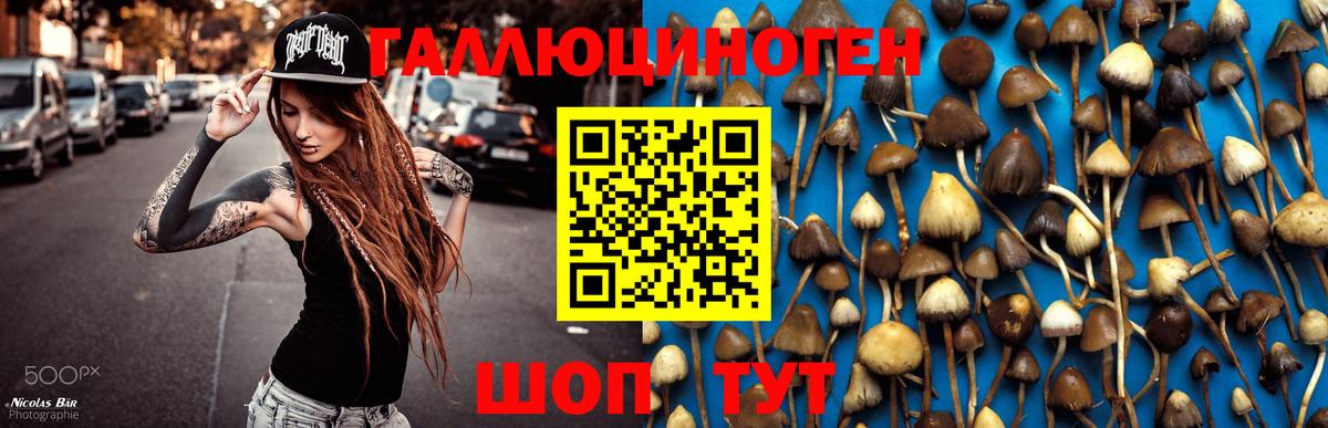 Галлюциногенные грибы Psilocybine cubensis Киров